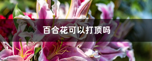 百合花可以打顶吗