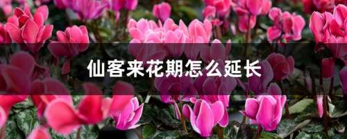 仙客来花期怎么延长