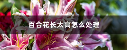 百合花长太高怎么处理，百合徒长能导致不开花吗