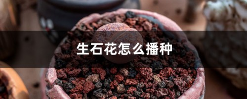 生石花怎么播种