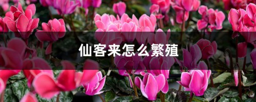 仙客来怎么繁殖