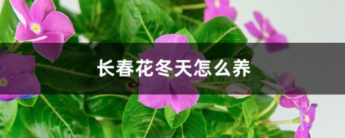 长春花冬天怎么养